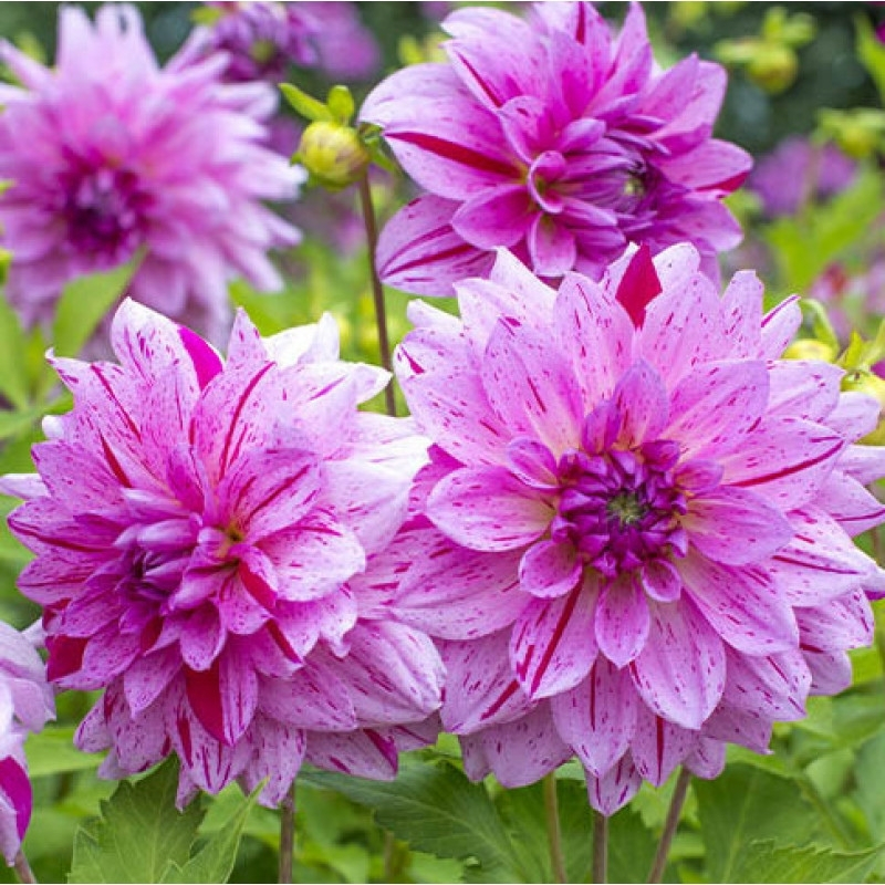 Клубень Георгина Принц Карнавал (I), 1шт/уп 