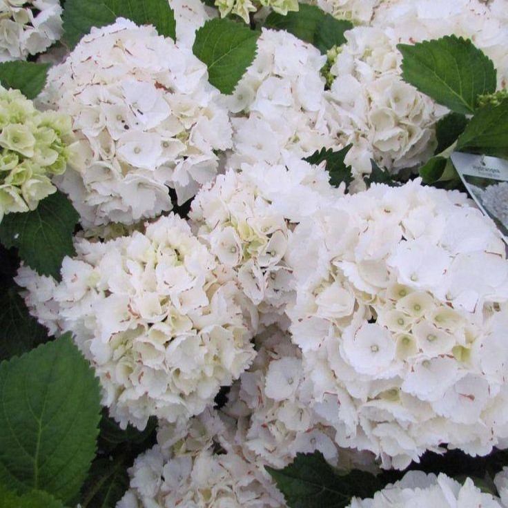 Гортензия крупнолистная Клейн Винтерберг v5 Lav 