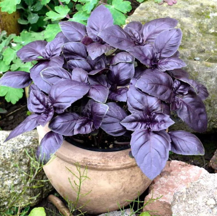 Рассада Базилик Арарат d9 ХР 