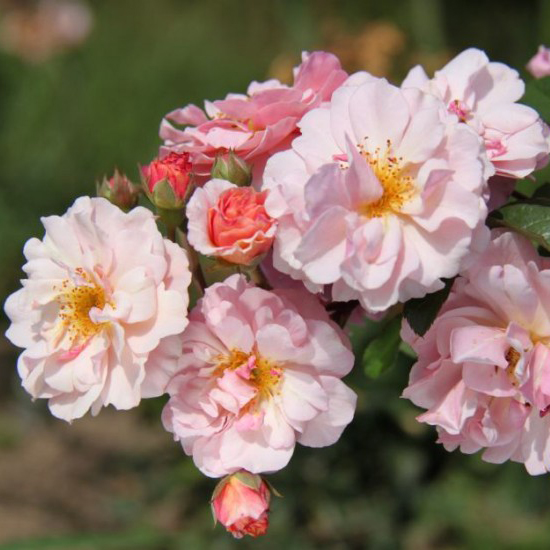 Роза плетистая КОРНЕЛИА v7 Fr 