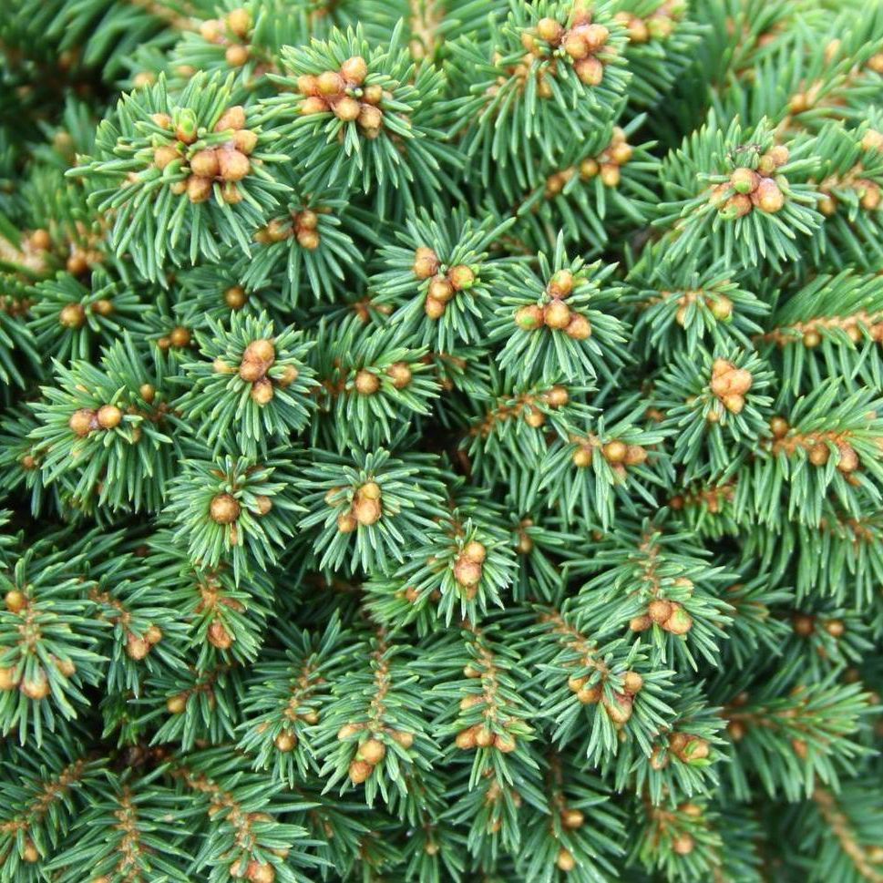 Растение ель обыкновенная Ван беммель 10-15 KG 