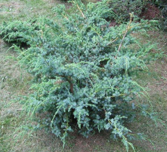 Можжевельник китайский Блю альпс 100-110см 