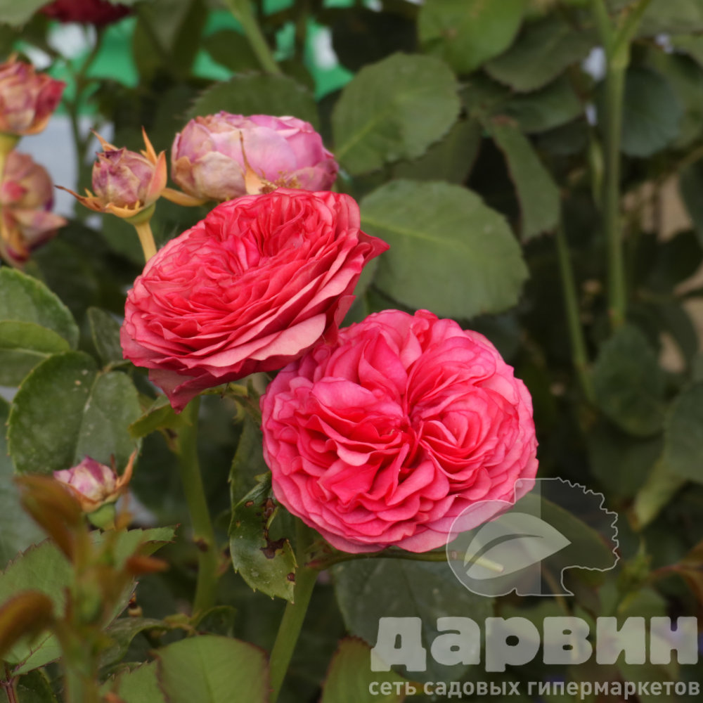 Роза флорибунда Канди Рококо v5 Lav 