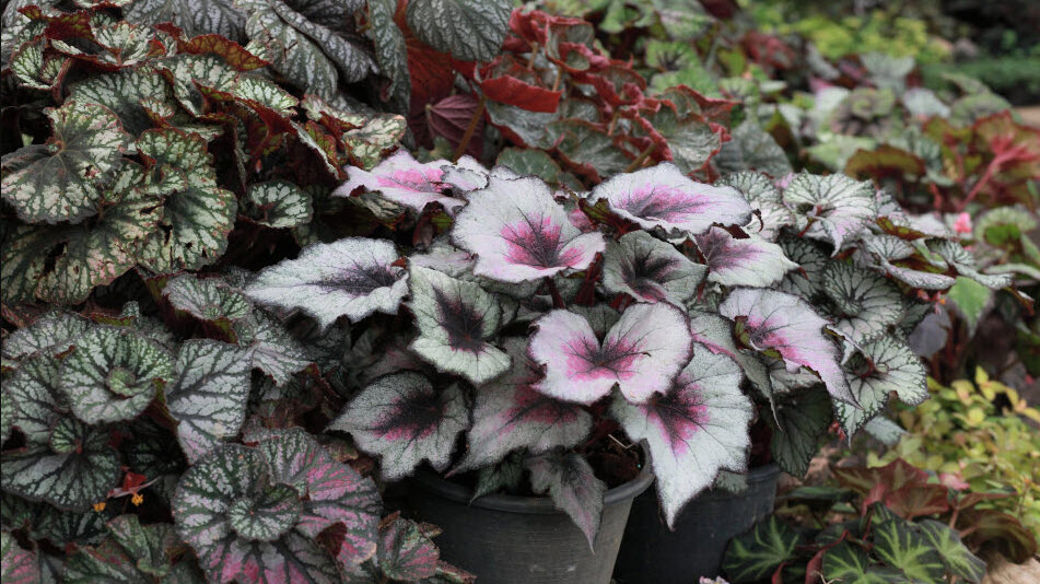 Бегония боливийская Ватерфолл Ангел Софт Оранж кашпо d23 ХР 