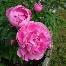 Пион травянистый Маргарет Трумэн (в тубе) 