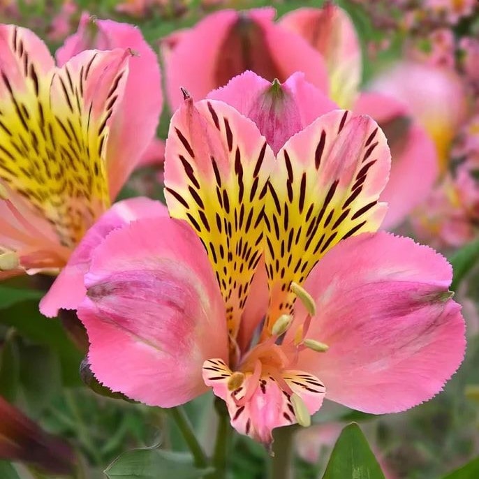 Альстромерия гибридная Флирт v2 Tim 