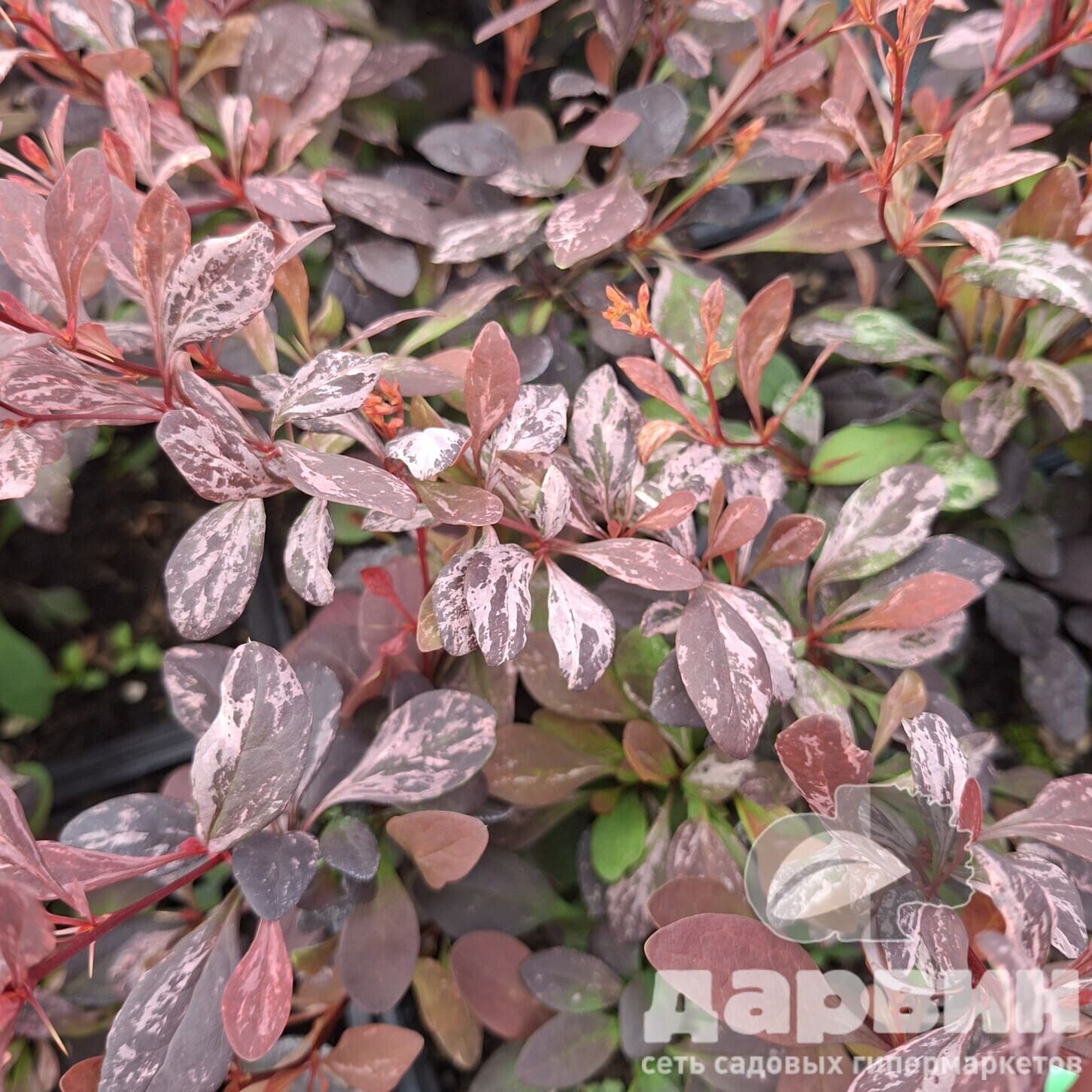 Барбарис тунберга Роуз Глоу v2 Lav 