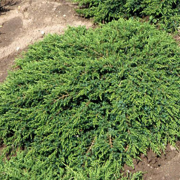 Можжевельник обыкновенный Грин Карпет C4 30-40 cm Sch 