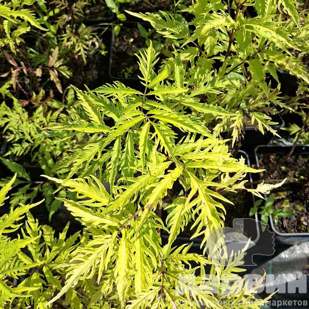 Бузина красная Плюмоза Ауреа v5 Lav 