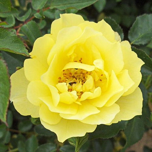 Роза почвопокровная Йеллоу Марин желтый в коробке ЦО 