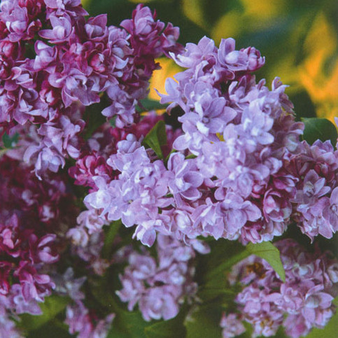 Сирень обыкновенная Колхозница C5, 15-30 UL 