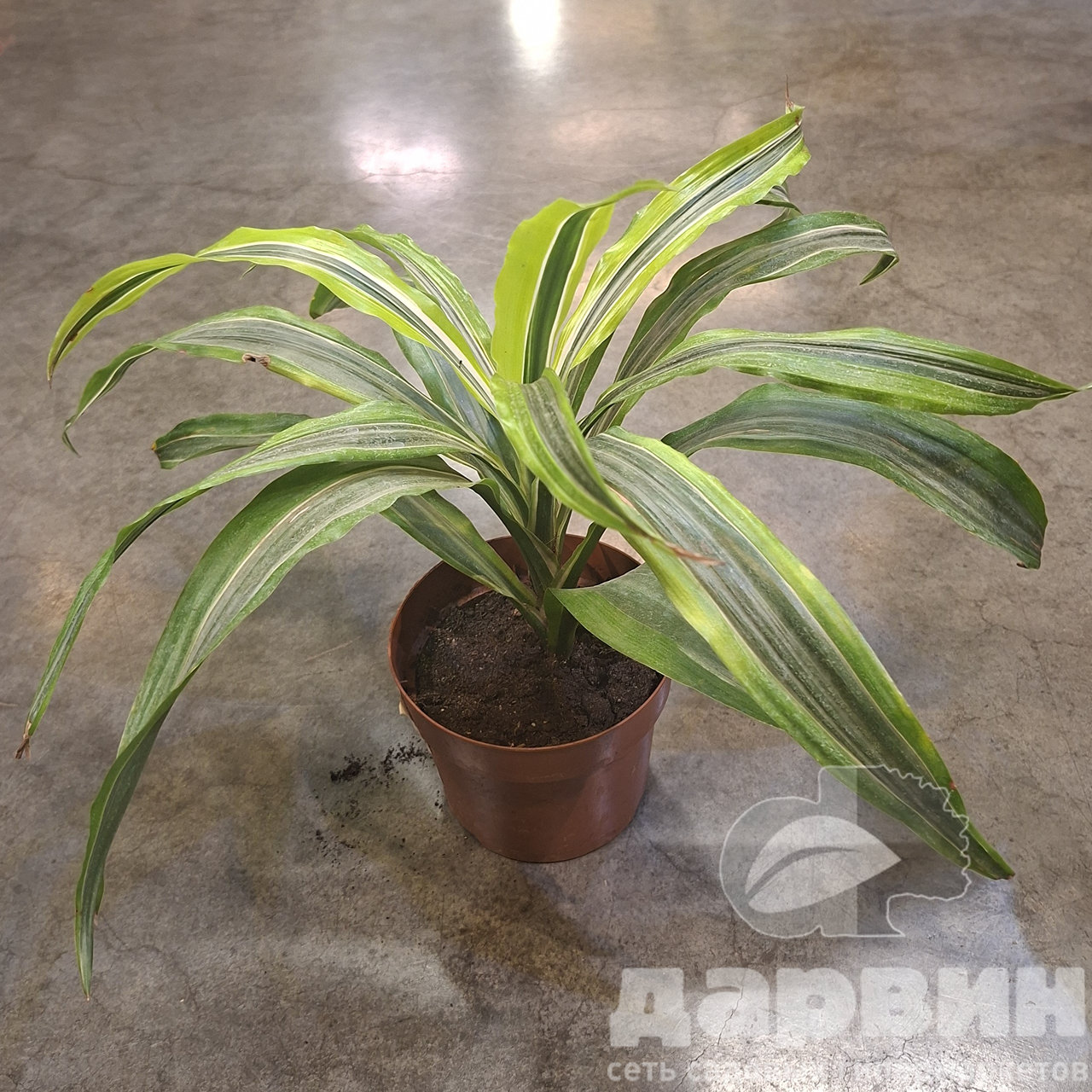 Драцена фрагранс Лемон Лайм d12 h25 