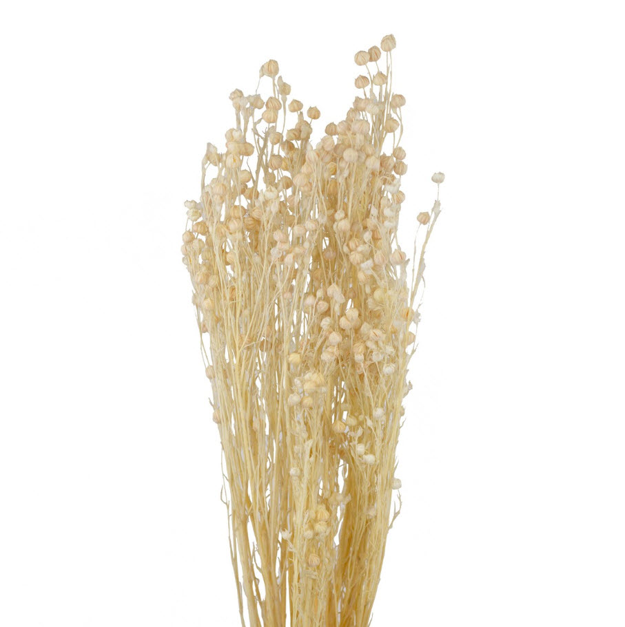 Сухоцветы Лен набор 50гр 60см, белый по цене 