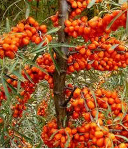 Облепиха Джемовая C3 ЦО 