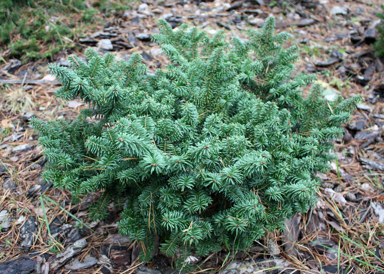 Пихта бальзамическая Нана v2 10-15 Bor 