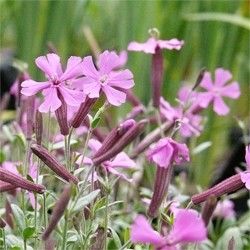 Смолевка Шафта Р9 