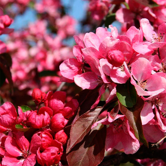 Яблоня штамбовая, декоративная (элит) 