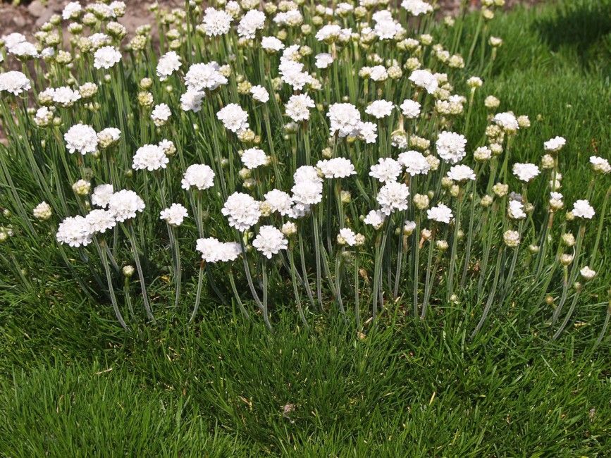 Армерия приморская Альба, Р9, ЦО 