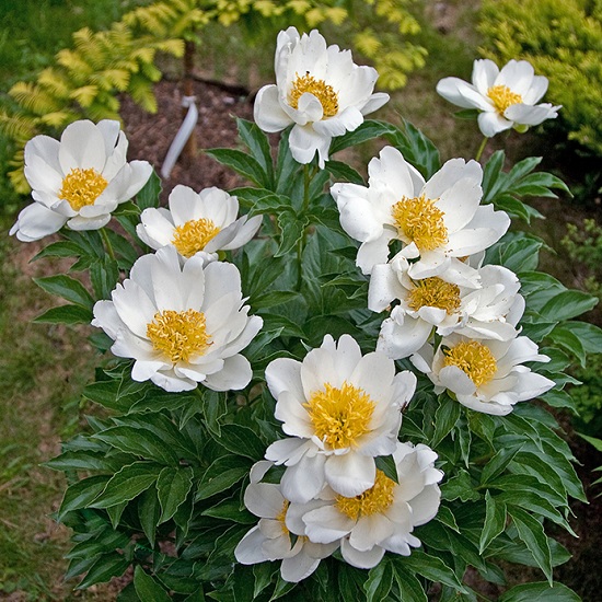 Пион Ян ван Левен v5 Tim 