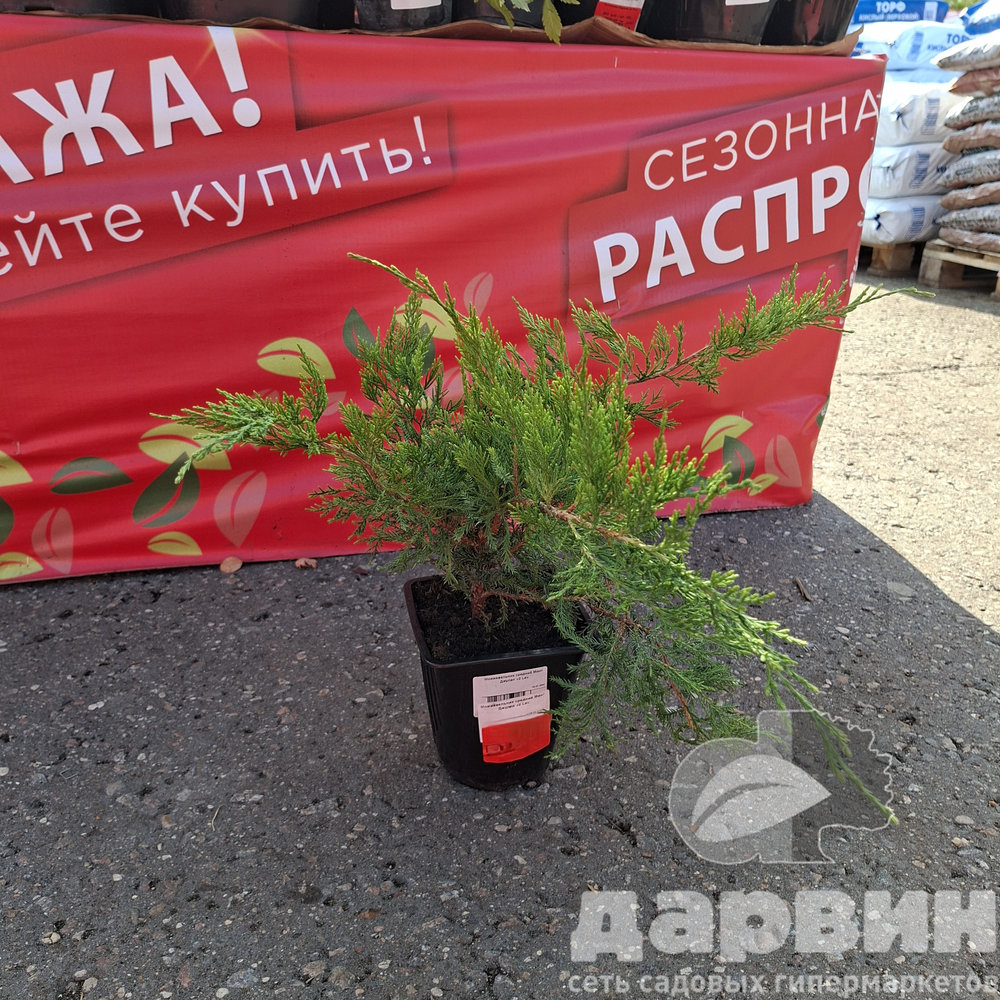 Можжевельник средний Минт Джулеп v2 Lav по цене  Можжевельник средний Минт Джулеп v2 Lav