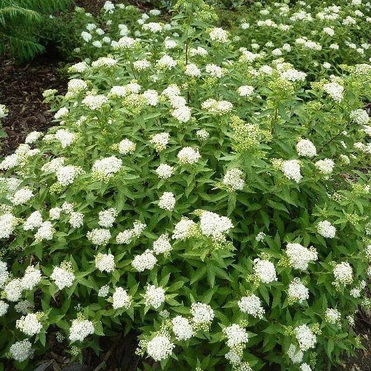 Спирея японская Альбифлора v5 20-40 YP 