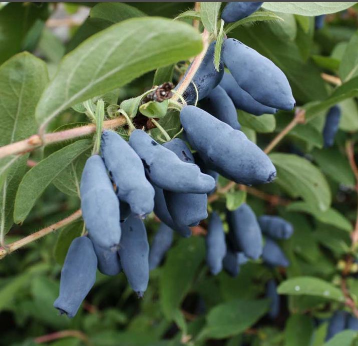 Жимолость в коробке Волхова, Tim 