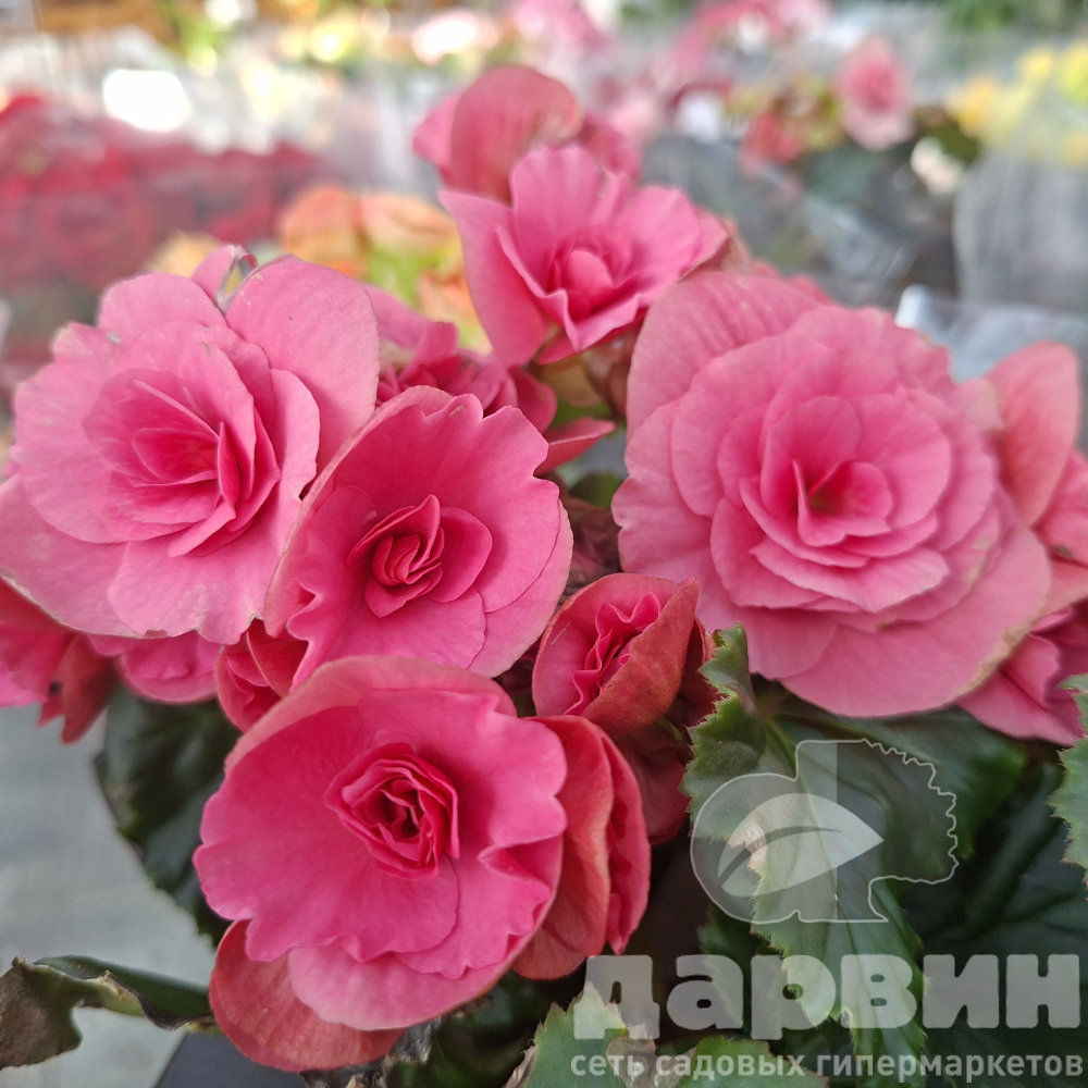Бегония Элатиор микс d13 