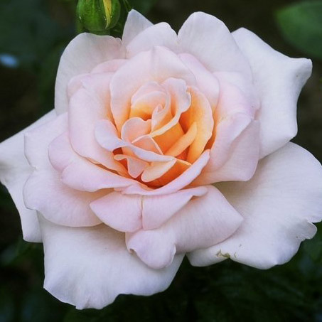 Роза чайно-гибридная Мишель Мейланд v7 Tim 