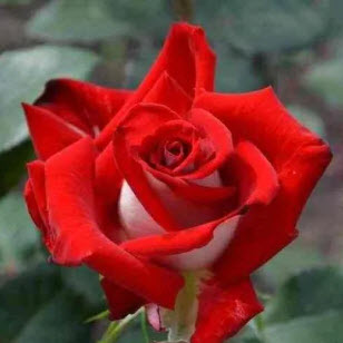 Роза чайно гибридная Роза Альянс в коробке AV 