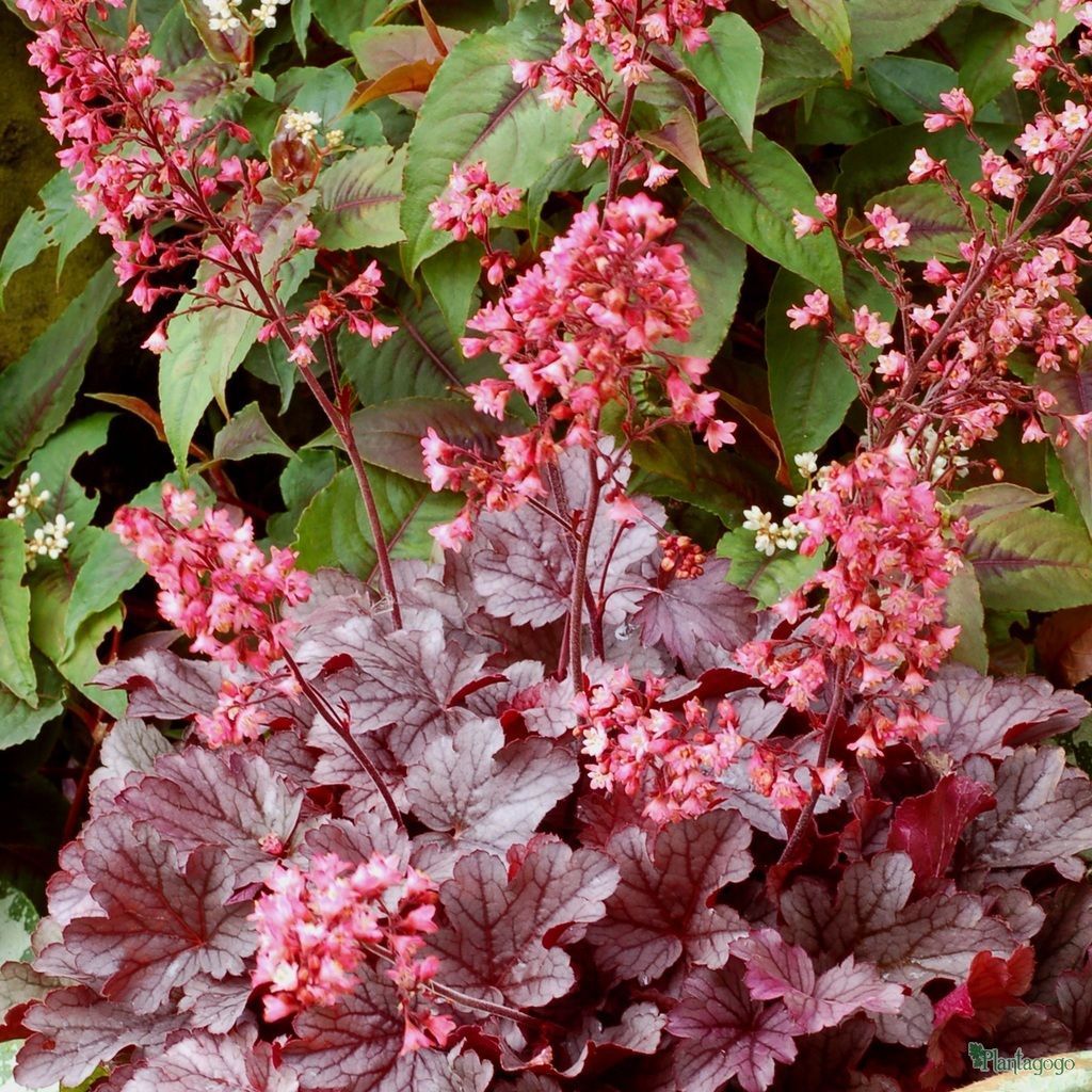 Гейхера Милан d12 ХР 