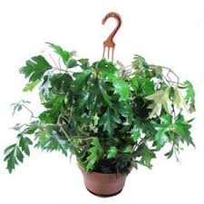 Циссус ромболистный Элен Даника в кашпо d23Tim 