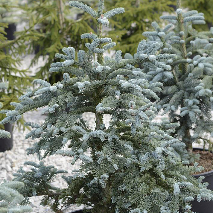 Пихта нумидийская Глаука 60-80 Tw 