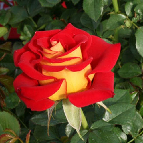 Роза чайно-гибридная КЕТЧУП & МАСТАРД v7 Fr 