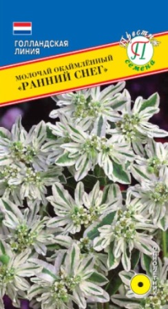 Семена молочай окаймленный Ранний снег 20шт Престиж 