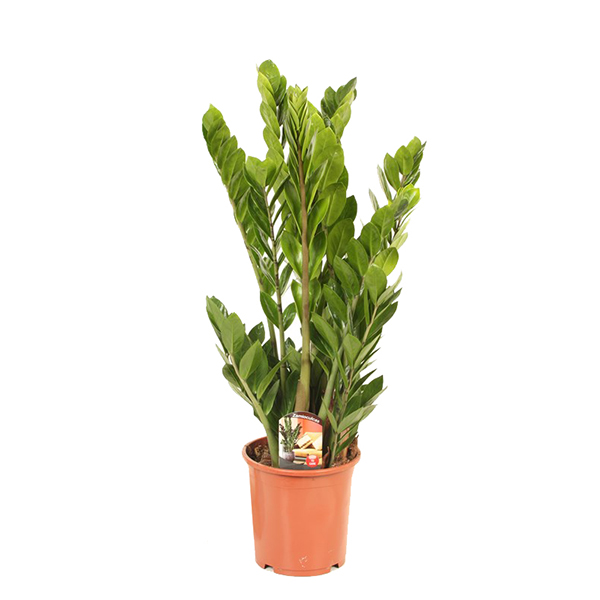 Замиокулькас d17 h70-75 