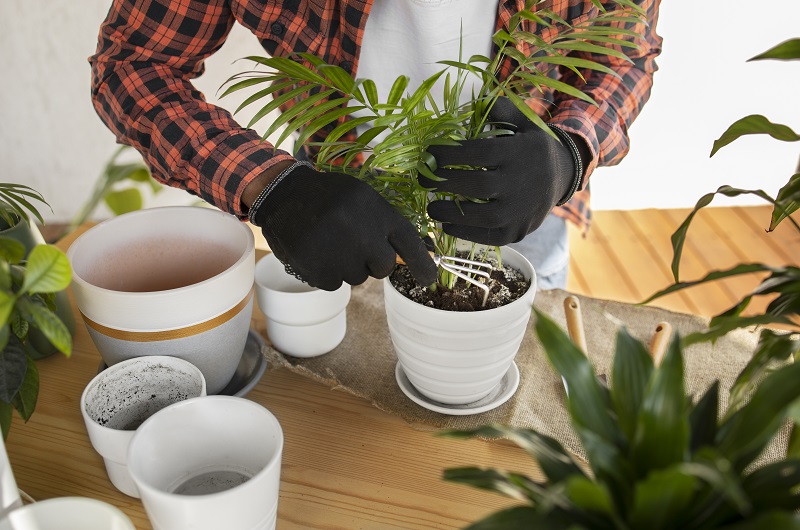 Пересадите комнатные растения
