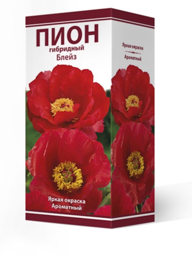 Кореневище Пион гибридный Блейз 1шт Поиск 
