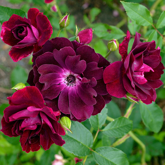 Роза флорибунда Бургунди Айс v5 Lav 