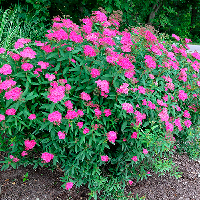 Спирея японская Froebelii C5/C7,5, 40-60 UL 