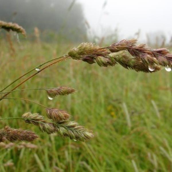 Травы злаковые с1.5-с3 