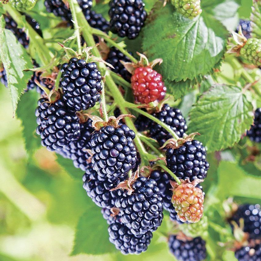 Ежевика Честер v5 Tim 