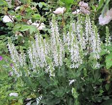 Котовник Фассена Сноу Флейк (С2) ЦО 