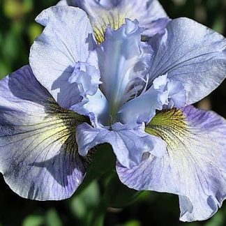 Ирис сибирский Си оф Дрим v2 Tim 