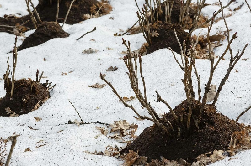 Замульчируйте растения 