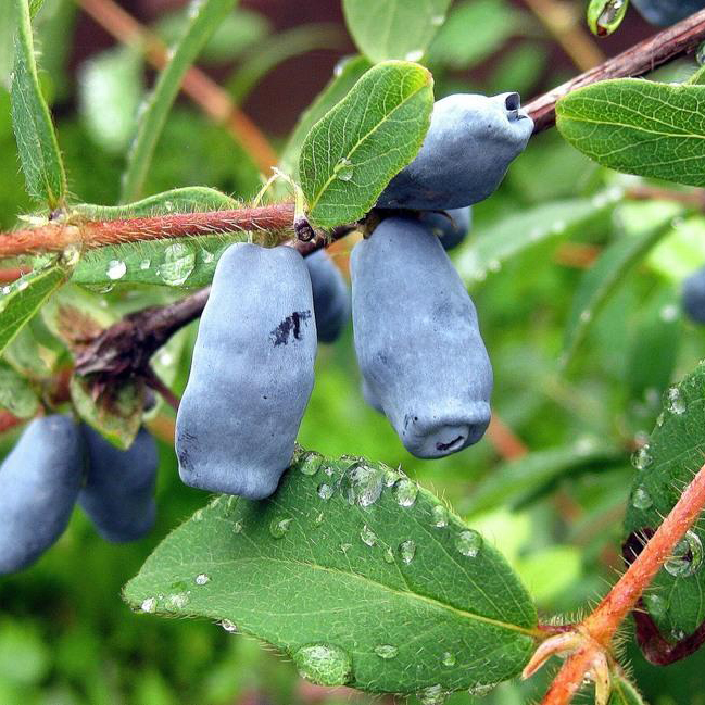 Жимолость Славянка v1 Tim 