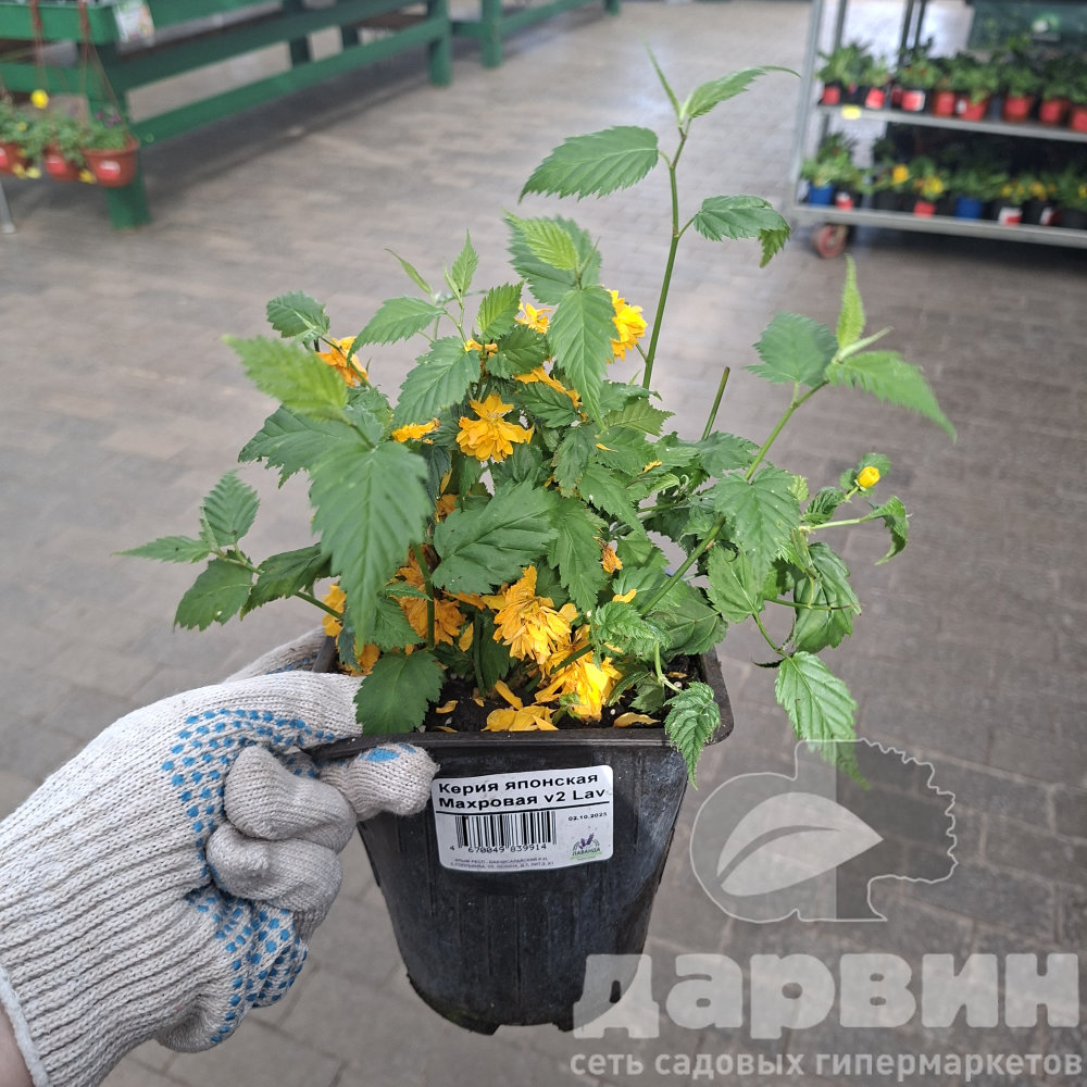 Керия японская Махровая v2 Lav 