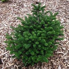 Пихта бальзамическая в асс v3 40-60 Bor 