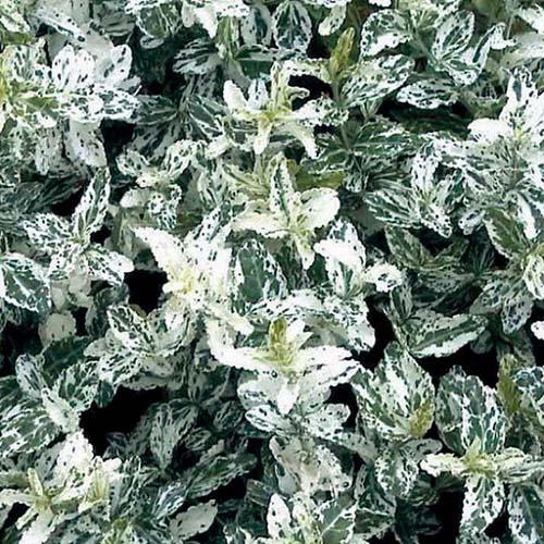 ОсновноеИзображение