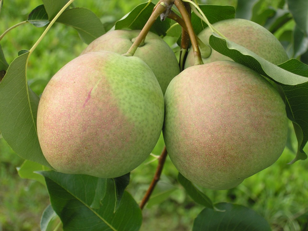 Груша Десертная поздн v7 100-140 Tim по цене  Груша Десертная поздн v7 100-140 Tim