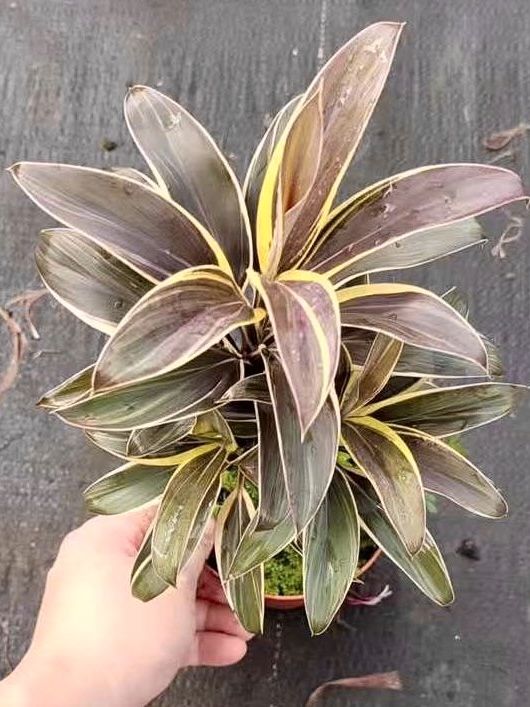 Кордилина Кофе Компакта d11 Tim 